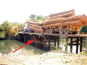 Ipe from the Jungle - ipe-Jungle-2-300x225