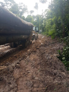 Ipe from the Jungle - ipe-jungle-8-225x300